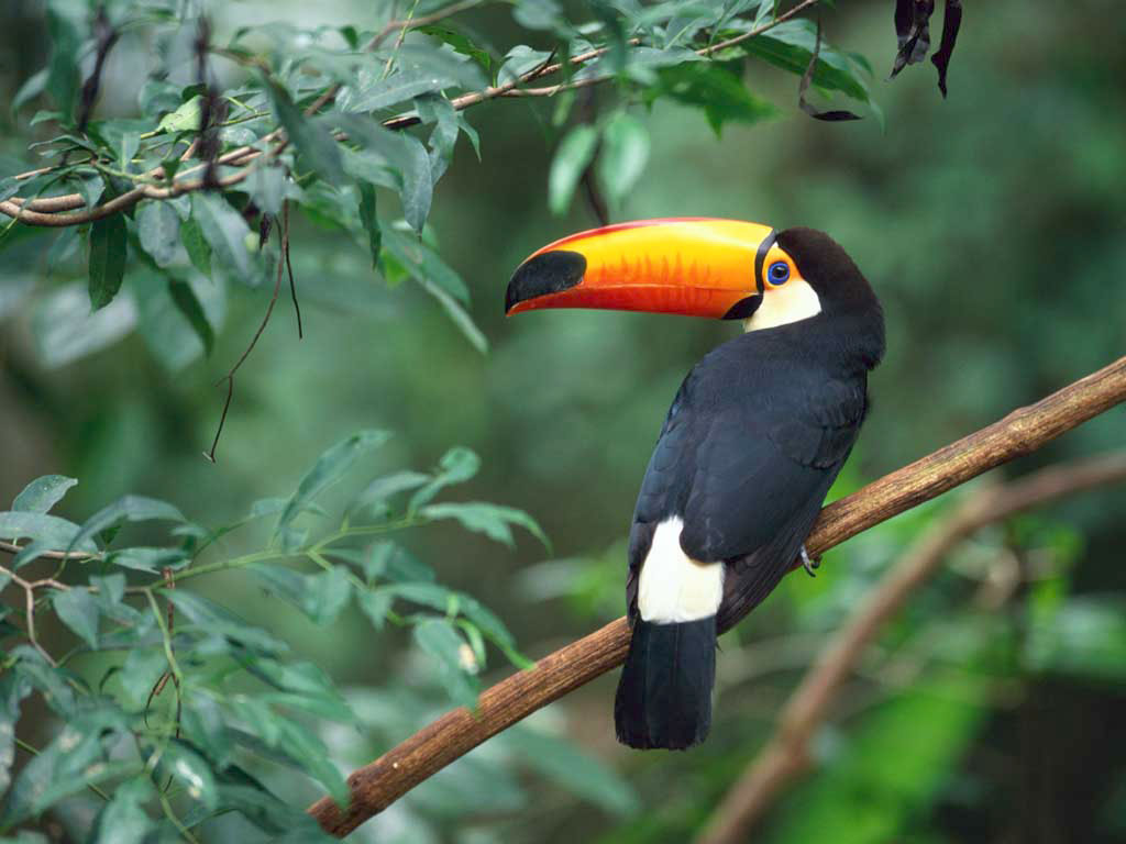 Toucan (toucan.lens) Profile Photo