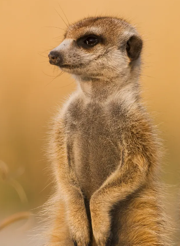 meerkat2.eth Profile Photo